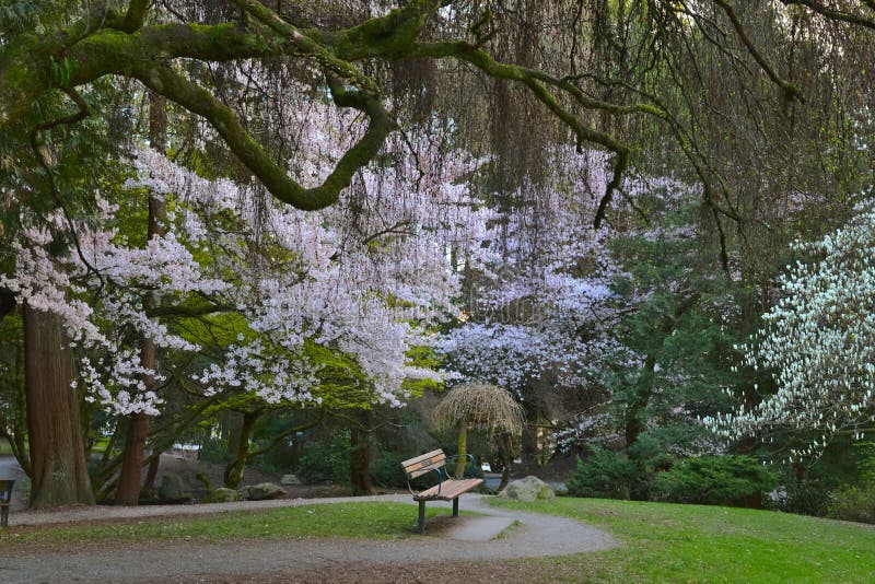 Spring in park stock photo. Image of cherry, blossoms 245898244