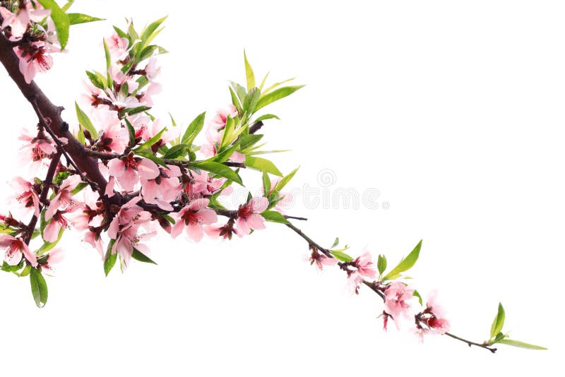 peach blossom spring a novel peach blossom spring a novel