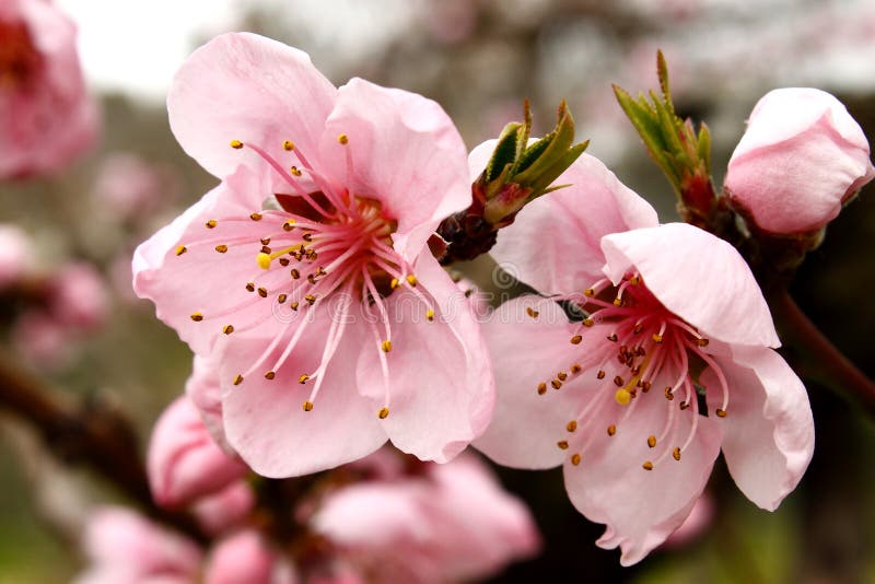 Spring peach flowers stock image. Image of flower, inflorescence 13536561