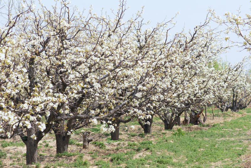 Spring pear orchard