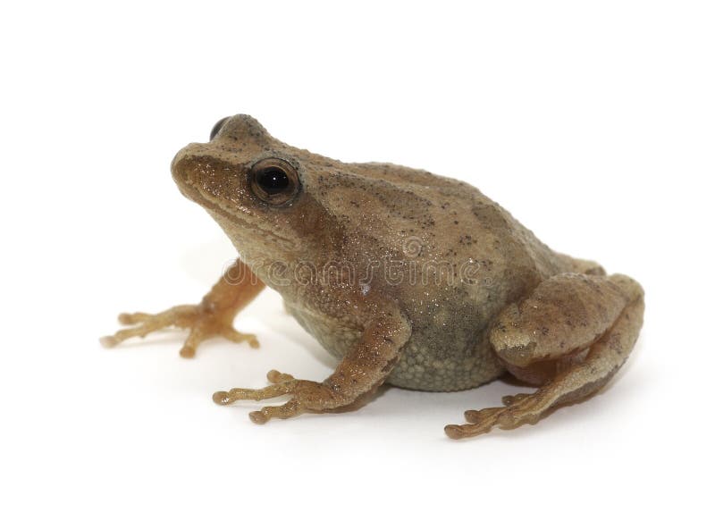 Spring Peeper on White. A tiny frog, the Spring Peeper, placed on and photographed in front of a white background.