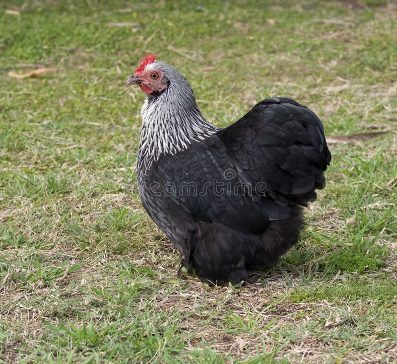 Spring pekin black Bantam Hen free range on grass stock photos