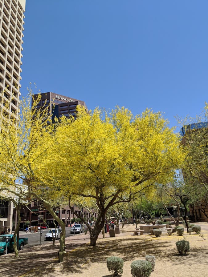 Spring in Phoenix Downtown, AZ