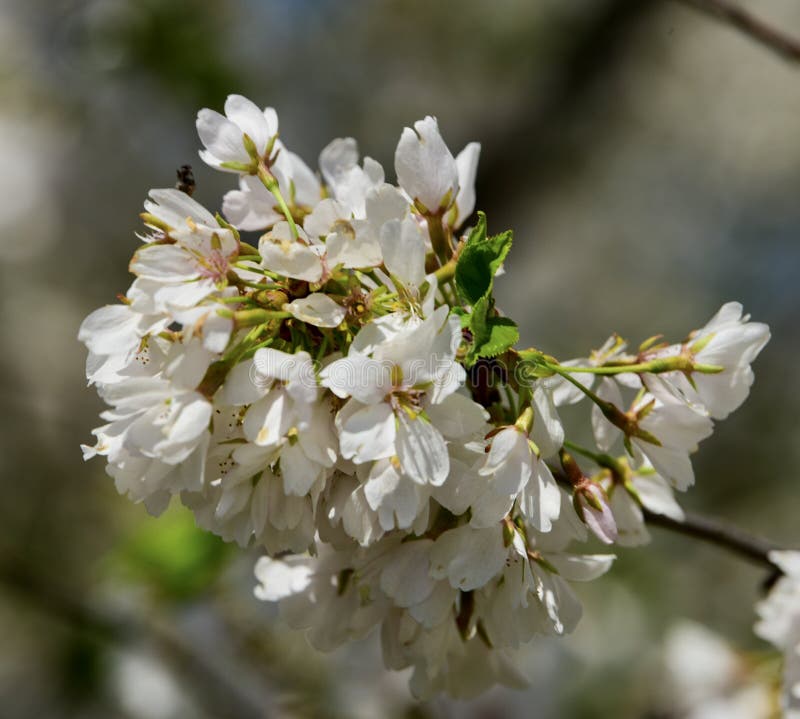 Jackson Park Cherry Blossoms 1 Stock Image Image of cherry, blossoms 181307253