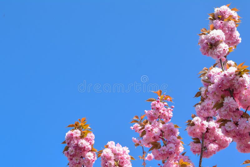 Spring Pink Cherry Blossoms Flowers Sakura Season Stock Photo Image