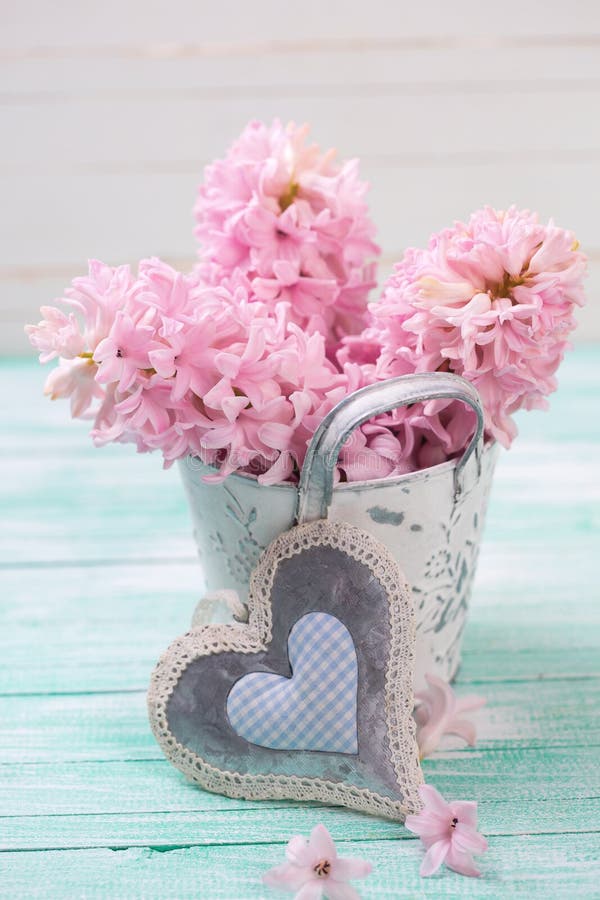 Spring Pink Hyacinths Flowers In Bucket And Decorative Heart Stock ...