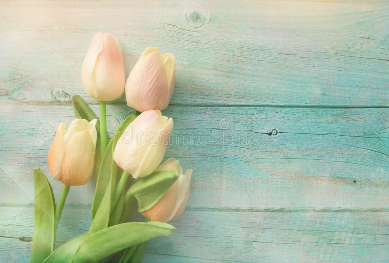 Spring pink tulips flower on color wooden background. Tulip, gardening concept. Top view, copy space for text royalty free stock images Spring pink tulips flower on color wooden background. Tulip, gardening concept. Top view, copy space for text royalty free stock images