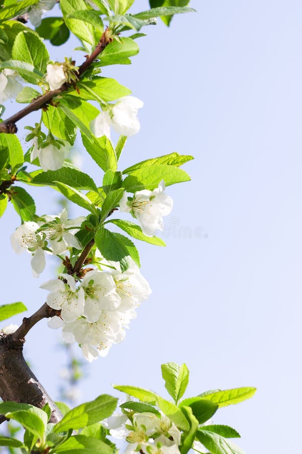 Spring Plum or Cherry leaves and blossom