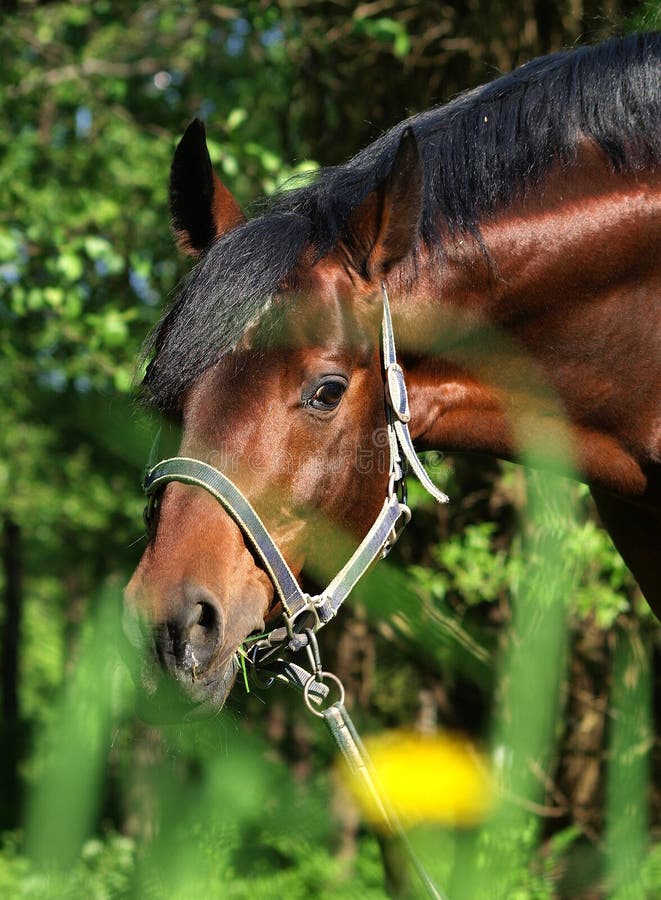 Spring portrait of bay horse