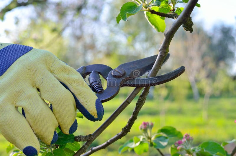 Spring pruning of branches young fruit tree garden shears