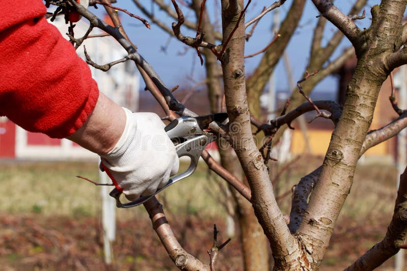 free download pruning fruit trees free download pruning fruit trees