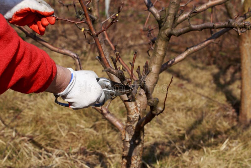 download pruning fruit trees download pruning fruit trees