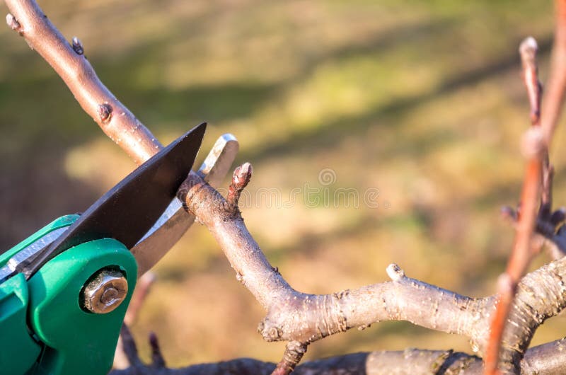 Spring pruning in the garden. Pruning an apple with garden shears. Spring pruning of fruit trees in the garden. A male hand holds a scissors to prune fruit trees. Closeup of a tree branch. Spring pruning in the garden. Pruning an apple with garden shears. Spring pruning of fruit trees in the garden. A male hand holds a scissors to prune fruit trees. Closeup of a tree branch.