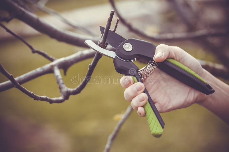 Spring Pruning of the Garden with Secateurs, Care for Trees and Bushes