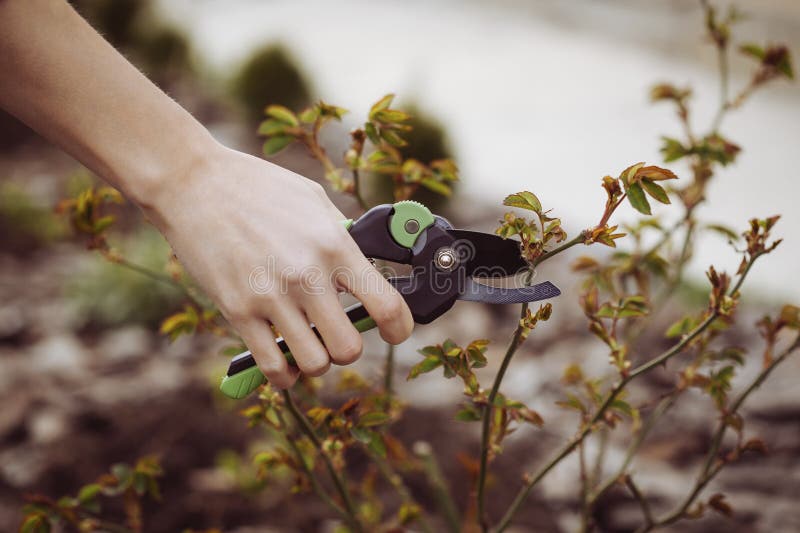 Spring Pruning of the Garden with Secateurs, Care for Trees and Bushes