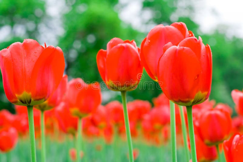 Spring red tulips