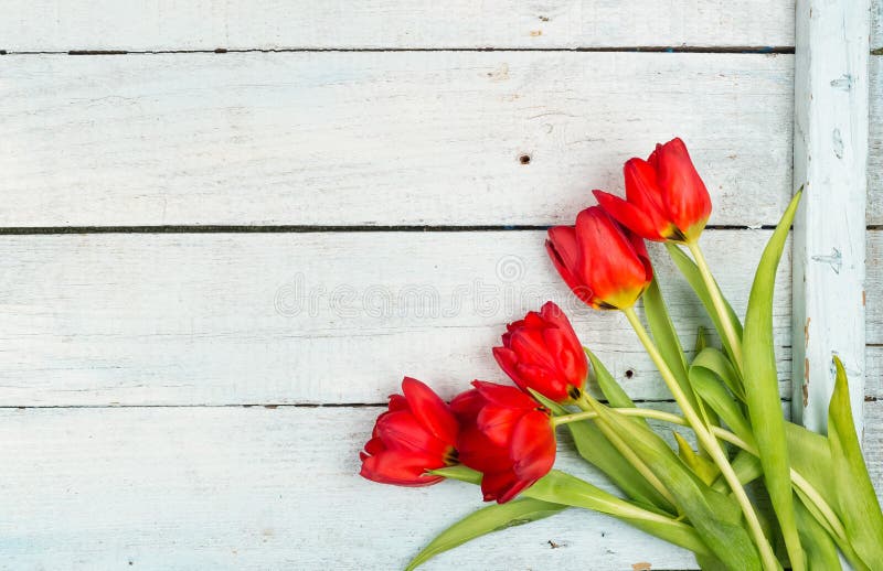 Spring with Red tulips background