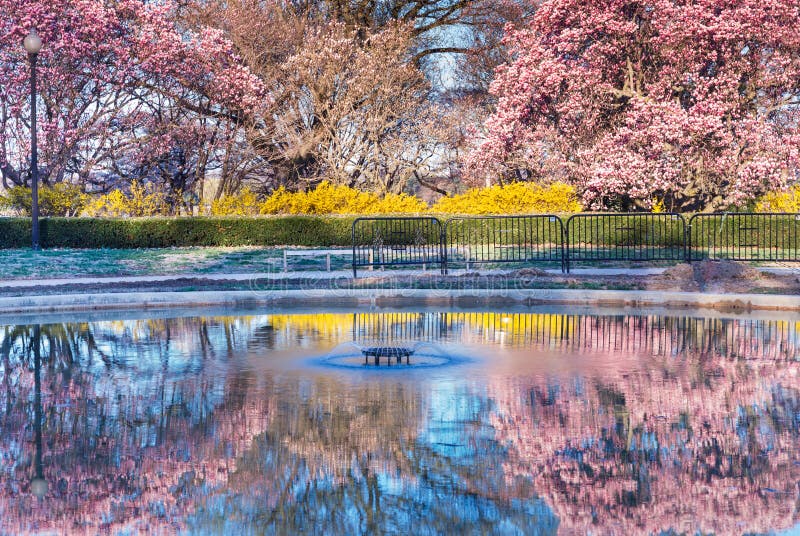 Rosa a colores de primavera cómo para ver a refleja en azul Agua más cercano marea cuenca en,.