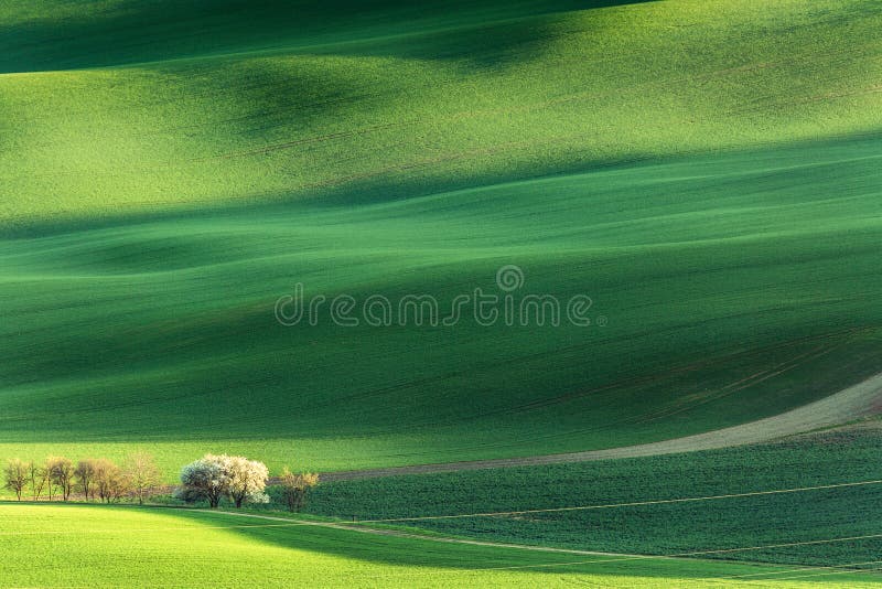 Spring rural nature landscape with blossoming flowering trees on green wavy rolling hills. Amazing sunset evening light. stock image Spring rural nature landscape with blossoming flowering trees on green wavy rolling hills. Amazing sunset evening light. stock image