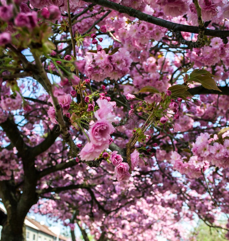 Spring Sakura Blossom Trees Stock Image - Image of cherry, sakura ...