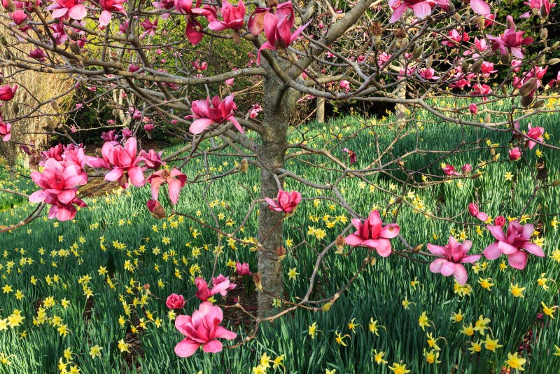 Spring scene: field of daffodils under a flowering magnolia. The vivid springtime colors of a daffodil-smothered field with a magnolia tree, all in full blossom.