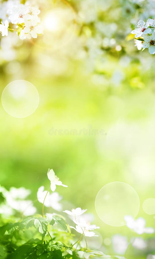 Sunny spring scenery with smal white flowers and bright bokeh for easter. Sunny spring scenery with smal white flowers and bright bokeh for easter