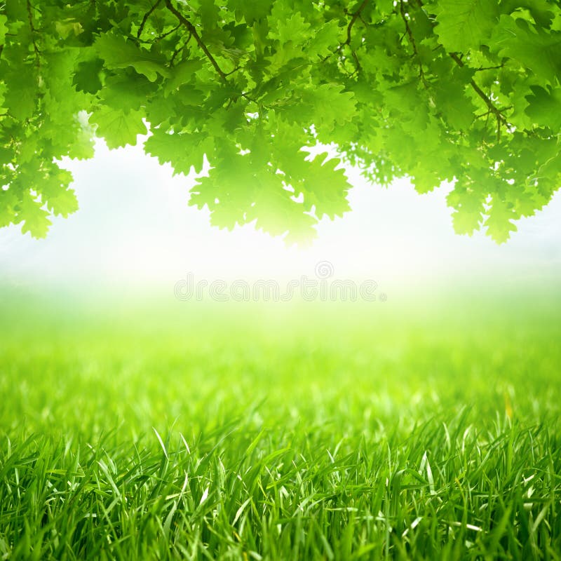 Spring seasonal background, green grass and oak leaves grows