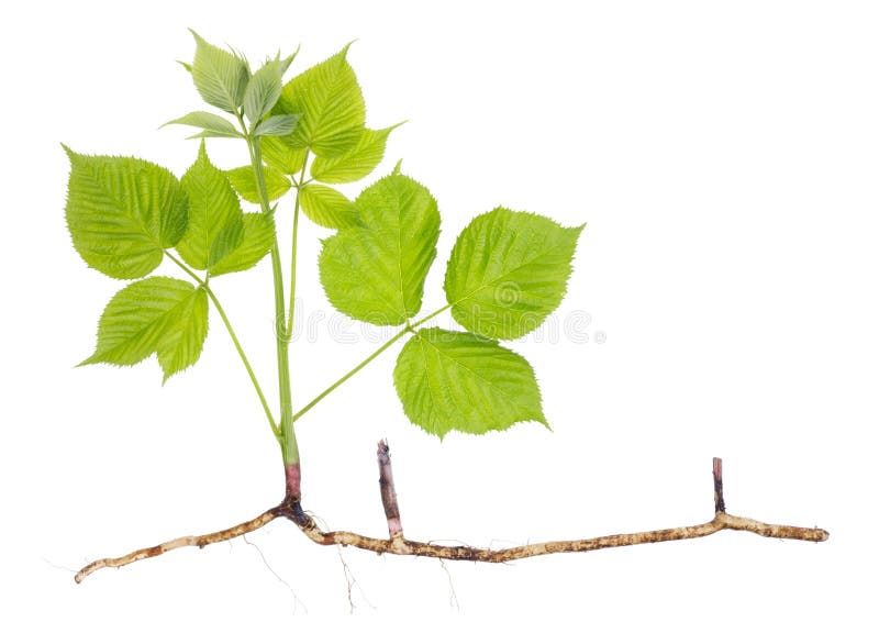 Spring Seedling Sprout Garden Blackberry Stock Image Image of concept