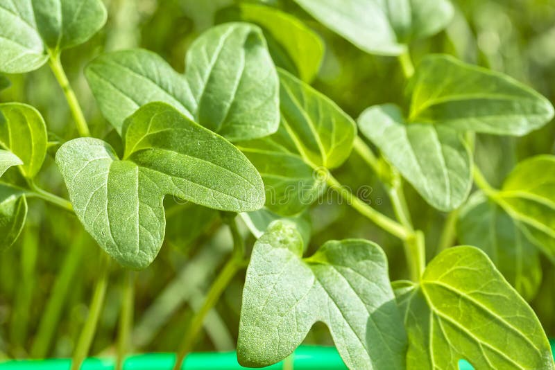 Spring Seedlings of Morning Glory Flowers in the Container, Closeup