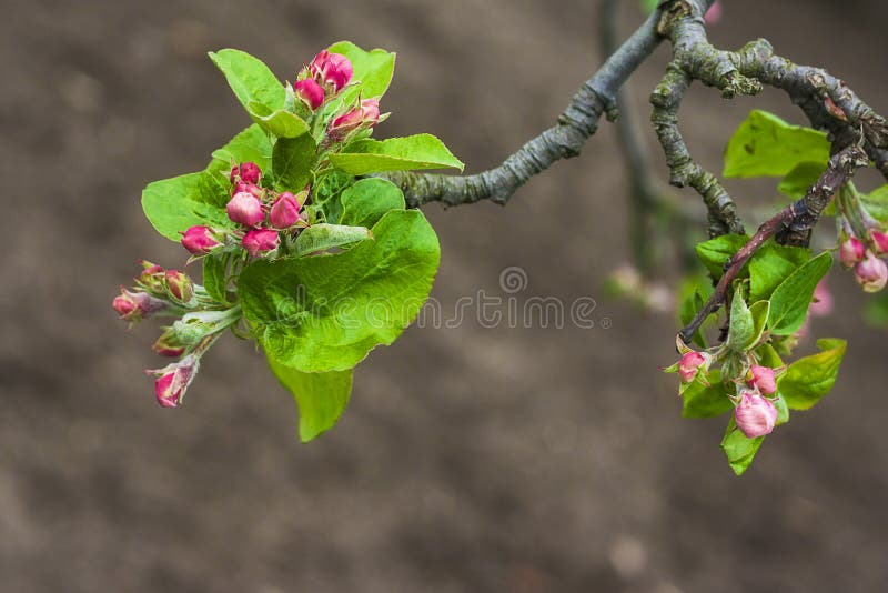 Apple blossom bud flower twig tree brunch