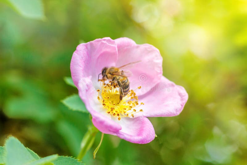Spring Single Wild Rose and Bee. Stock Image Image of fresh, field
