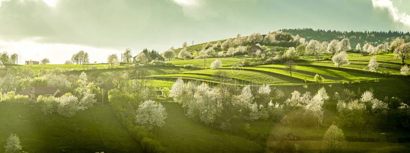 Jarní slovenská krajina. Přírodní pole s kvetoucími třešněmi. Unikátní ekologické hospodaření s půdou. Poľana, Hriňová, Slovensko