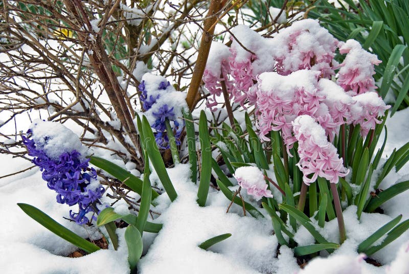 hyacinths in snow