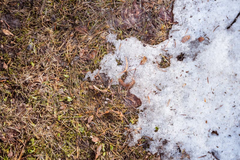 Spring, Snow Melts in the Sun and Grass Appears. Thawing on the Lawn