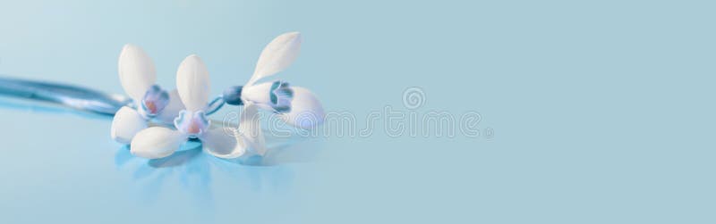 Spring snowdrop flower. Soft focus. Light blue long horizontal background royalty free stock photos