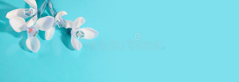 Spring snowdrop flower. Soft focus. Light bluen horizontal background royalty free stock images