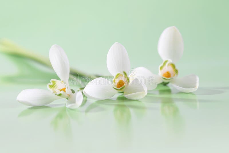 Spring snowdrop flower. Soft focus. Light green horizontal background stock image