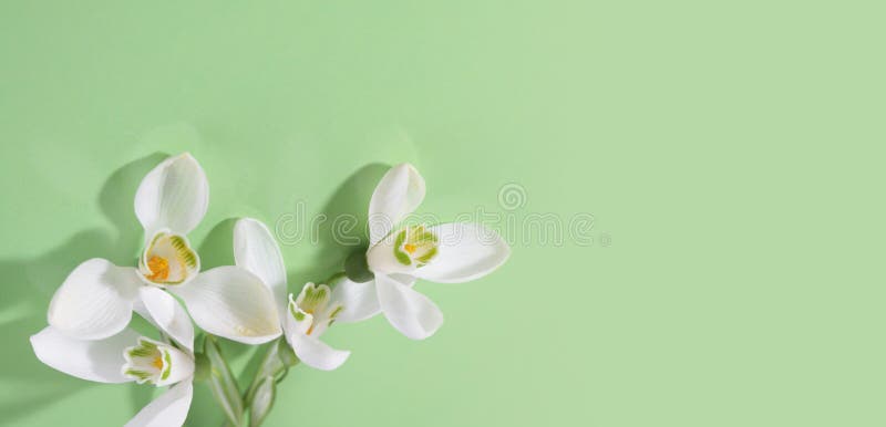 Spring snowdrop flower. Soft focus. Light green horizontal background stock photography