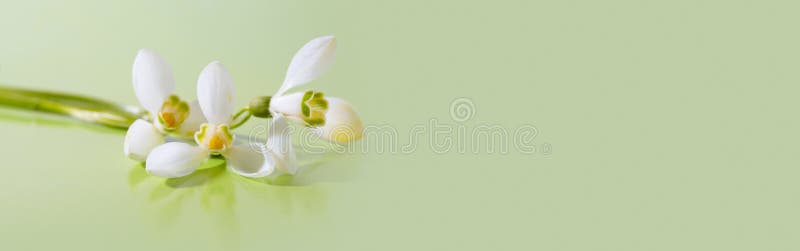 Spring snowdrop flower. Soft focus. Light green long horizontal background royalty free stock images