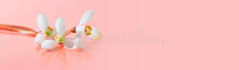 Spring snowdrop flower. Soft focus. Light pink long horizontal background stock photo