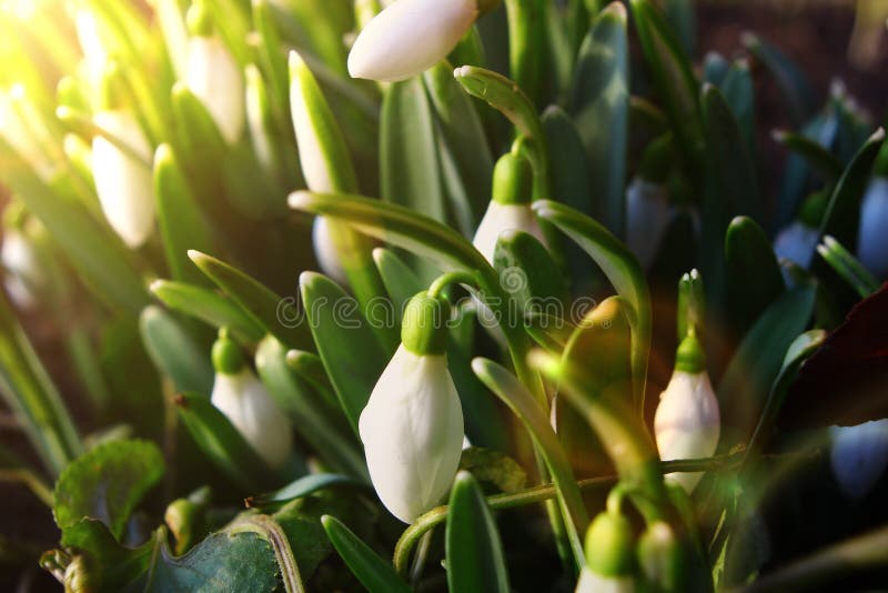 Spring snowdrop flowers. Some snowdrop species are threatened in their wild habitats, and in most countries it is now illegal to collect bulbs from the wild royalty free stock photography Spring snowdrop flowers. Some snowdrop species are threatened in their wild habitats, and in most countries it is now illegal to collect bulbs from the wild royalty free stock photography