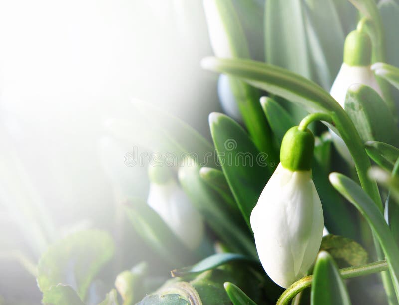 Spring snowdrop flowers. Some snowdrop species are threatened in their wild habitats, and in most countries it is now illegal to collect bulbs from the wild royalty free stock photo Spring snowdrop flowers. Some snowdrop species are threatened in their wild habitats, and in most countries it is now illegal to collect bulbs from the wild royalty free stock photo
