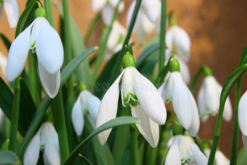 Spring snowdrop flowers. Some snowdrop species are threatened in their wild habitats, and in most countries it is now illegal to collect bulbs from the wild royalty free stock photography Spring snowdrop flowers. Some snowdrop species are threatened in their wild habitats, and in most countries it is now illegal to collect bulbs from the wild royalty free stock photography