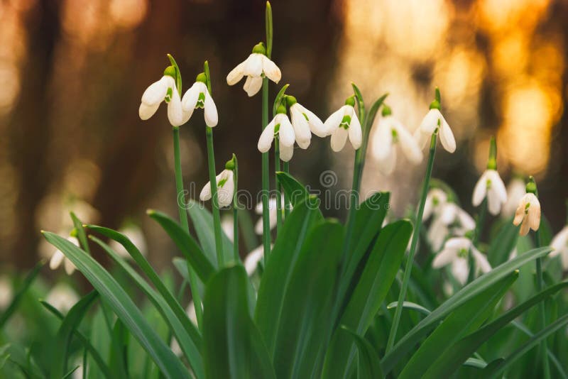 Spring Snowdrop Flowers Blooming In Forest Stock Image - Image of ...