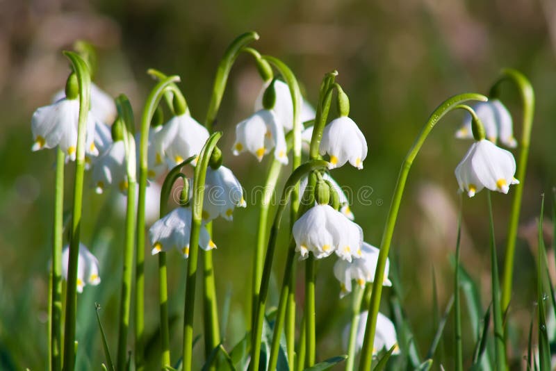 Spring snowflake