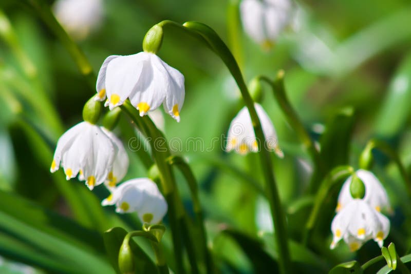 Spring snowflake