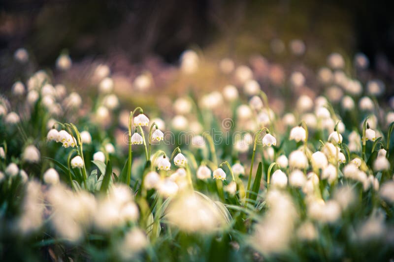 Spring snowflake flowers blossom, blooming in natural environment of forest, woods. Spring background with strong bokeh