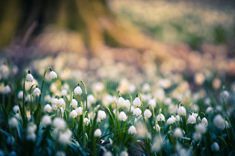 Spring snowflake flowers blossom, blooming in natural environment of forest, woods. Spring background with strong bokeh