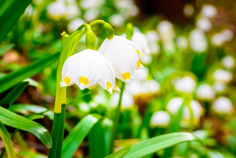 Spring Snowflake Flowers Leucojum Vernum Blooming in Sunset Stock Image ...