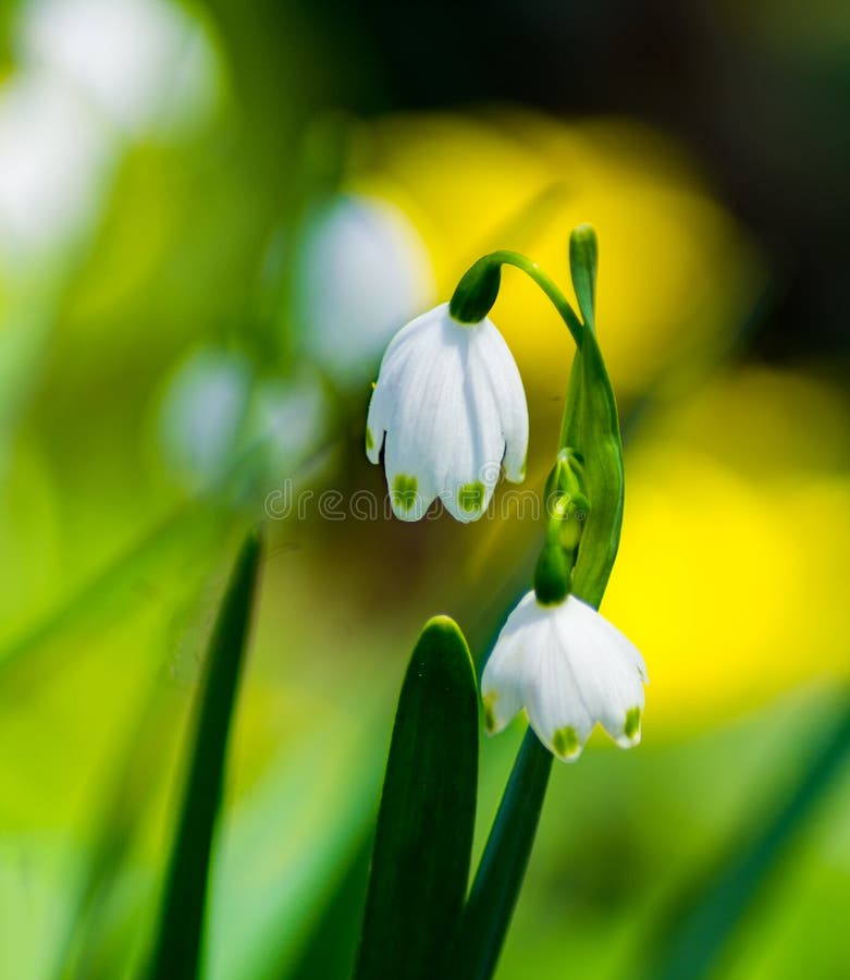 Spring Snowflake, Leucojum Vernum Stock Photo - Image of america, close ...